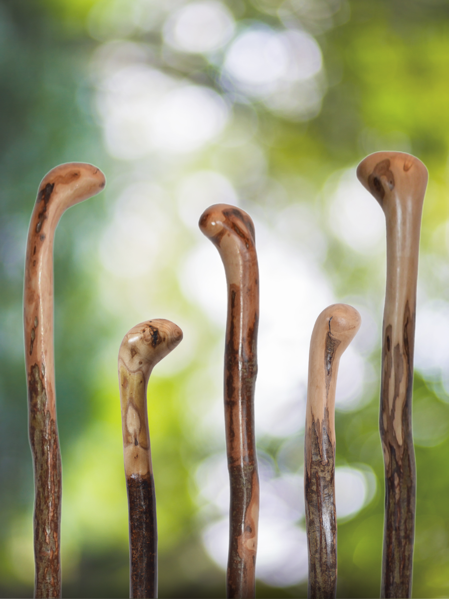 Root Knob Cane
